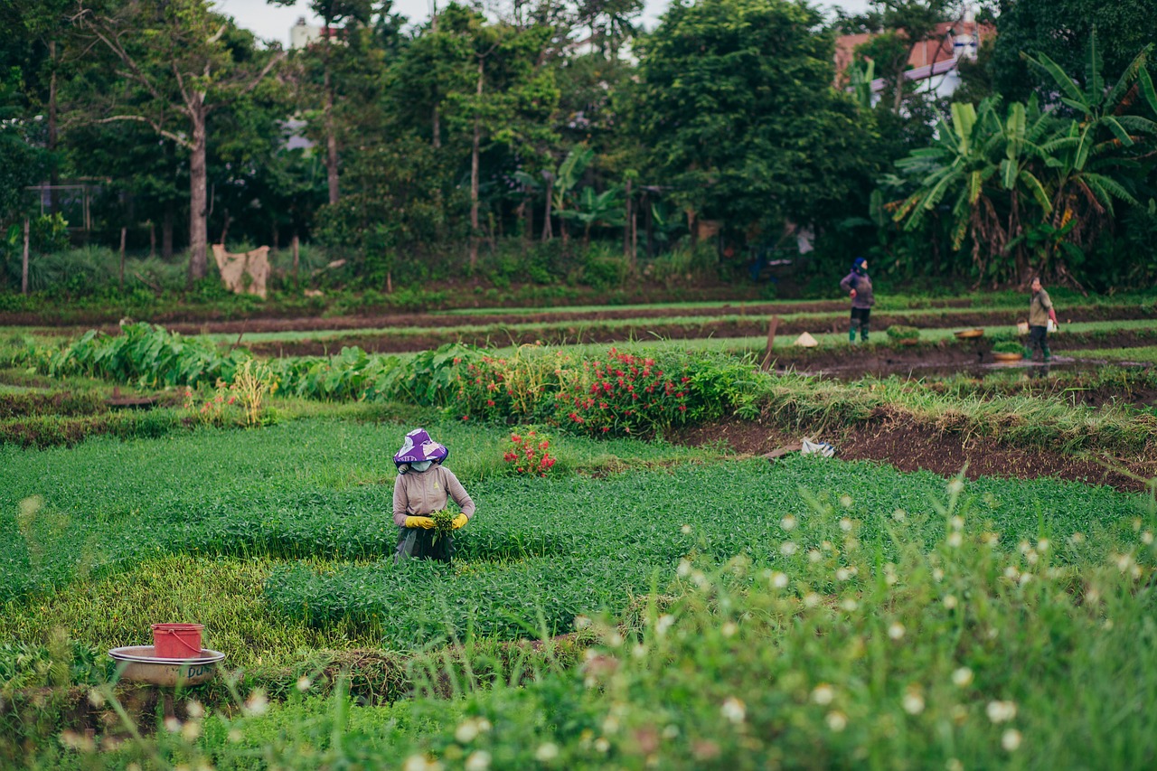 How to Transition to Climate-Smart Agriculture